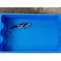 Carpe koi 20/23cm: n°39: koi doitsu