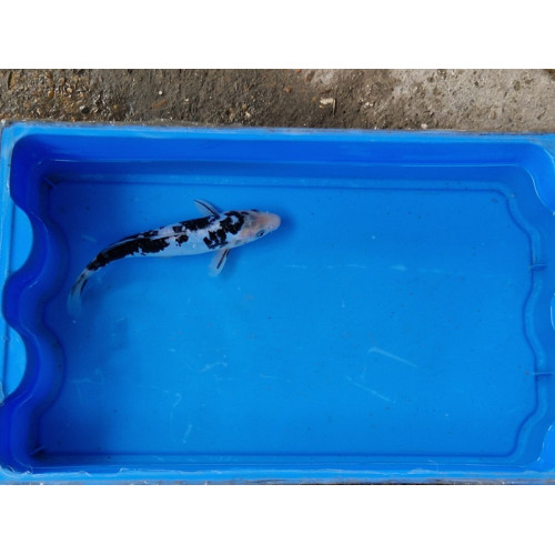 Carpe koi 20/23cm: n°39: koi doitsu