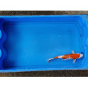 Carpe koi 20/23cm: n°40: hariwake ginrin
