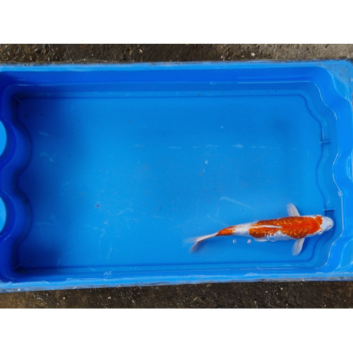 Carpe koi 20/23cm: n°40: hariwake ginrin