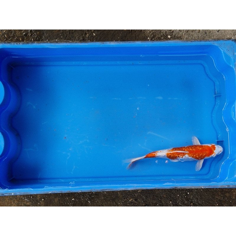 Carpe koi 20/23cm: n°40: hariwake ginrin