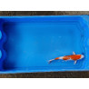 Carpe koi 20/23cm: n°40: hariwake ginrin
