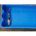 Carpe koi 20/23cm: n°41: doitsu bekko