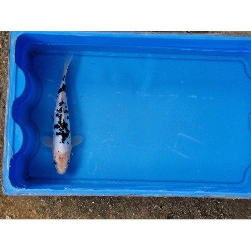 Carpe koi 20/23cm: n°41: doitsu bekko