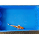 Carpe koi 20/23cm: n°42