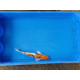 Carpe koi 20/23cm: n°42