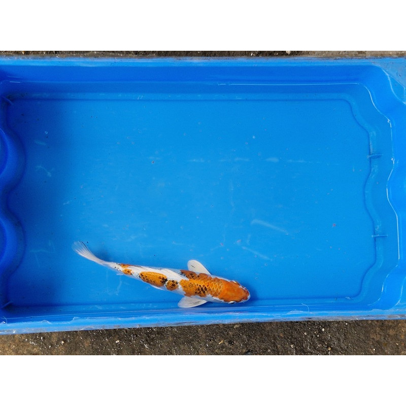 Carpe koi 20/23cm: n°42