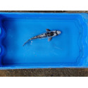 Carpe koi 20/23cm: n°43