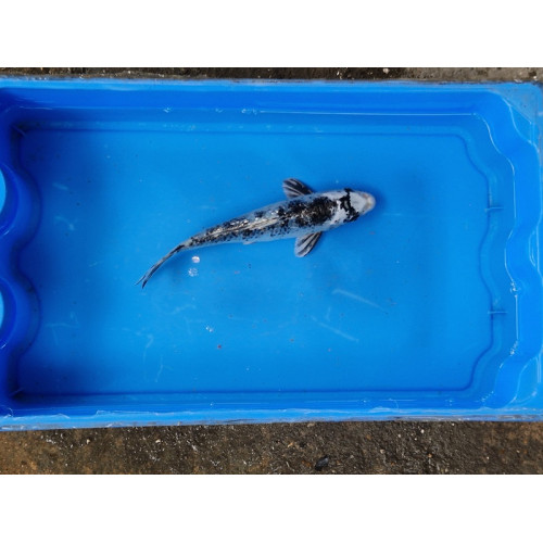 Carpe koi 20/23cm: n°43