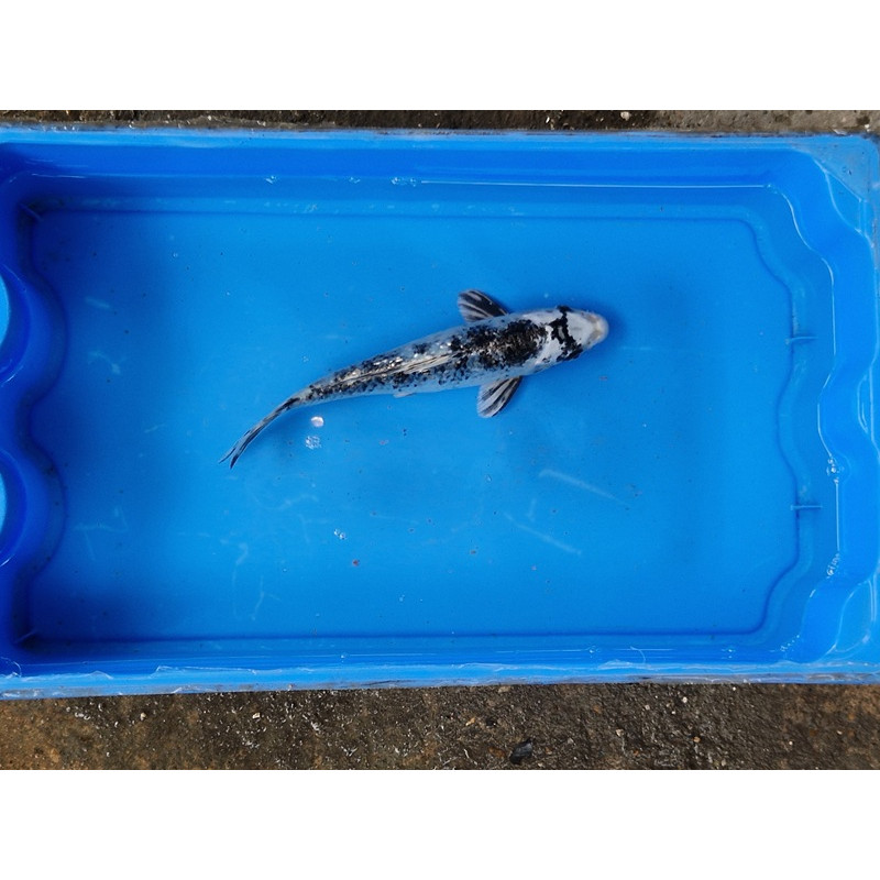 Carpe koi 20/23cm: n°43