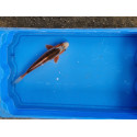 Carpe koi 20/23cm: n°44: asagi