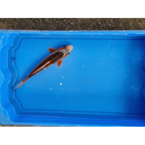 Carpe koi 20/23cm: n°44: asagi