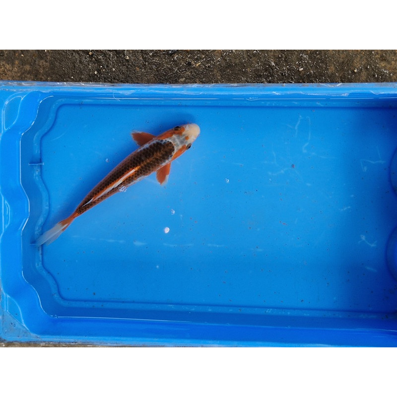 Carpe koi 20/23cm: n°44: asagi