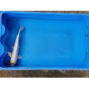 VENTE FLASH: Carpe koi 20/23cm: n°5: hariwake ginrin: 54.50 euros au lieu de 75 euros