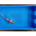 VENTE FLASH: Carpe koi 20/23cm: n°23: koi doitsu: 54.50 euros au lieu de 75 euros