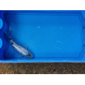 VENTE FLASH: Carpe koi 20/23cm: n°32: koi ginrin: 54.50 euros au lieu de 75 euros