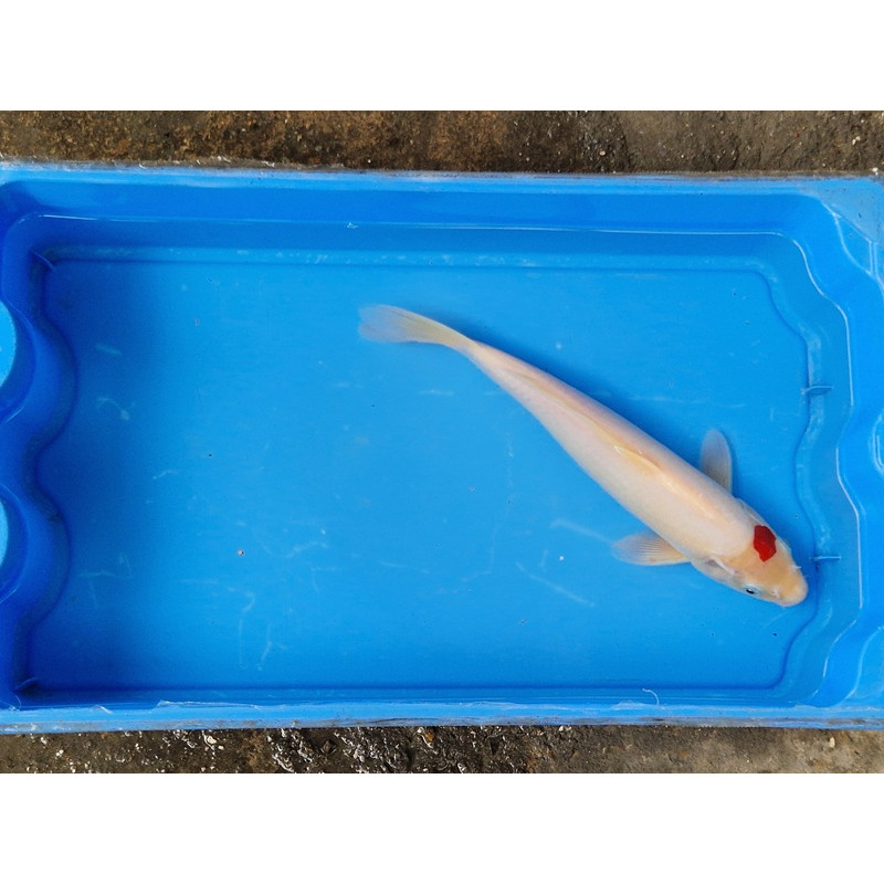 carpe koi 23/30cm: tancho: n°22