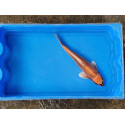 VENTE FLASH: carpe koi 23/30cm: matsuba: n°25:  74.95 euros au lieu de 105 euros