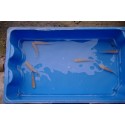 VENTE FLASH: Carpe amour albinos 8/11cm (lot de 10): 60 euros au lieu de 110 euros