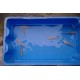 Carpe amour albinos 10/12cm (lot de 10)