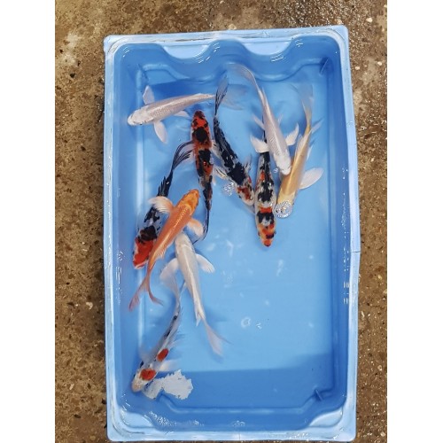 Carpe koi voilée 15/18cm