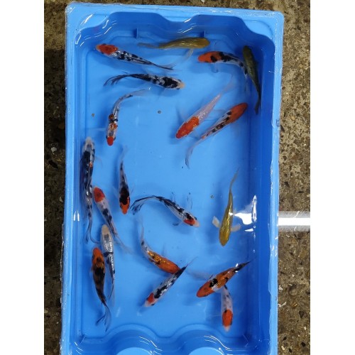 VENTE FLASH: Carpe koi voilée 9/12cm (lot de 5): 55 euros au lieu de 75 euros