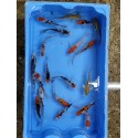 VENTE FLASH: Carpe koi voilée 9/12cm (lot de 5): 55 euros au lieu de 75 euros