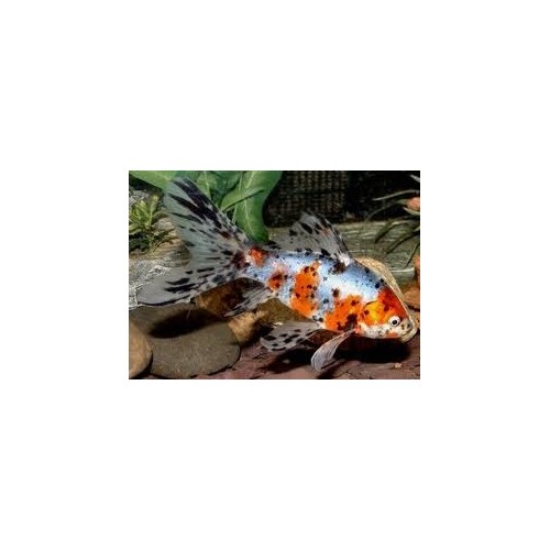 VENTE FLASH: Shubunkin 15/18cm (lot de 5): 56.50 euros au lieu de 86.50 euros