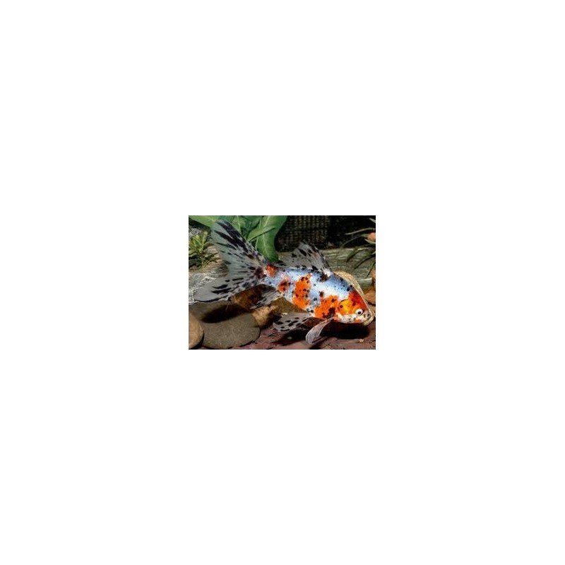 Shubunkin 12/15cm (lot de 20)
