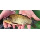 VENTE FLASH: Carassin 15/20cm: 8 euros au lieu de 16.95 euros