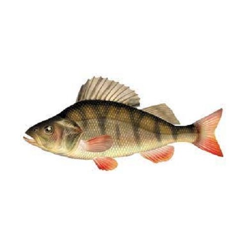 Perche 12/15cm (lot de 10)
