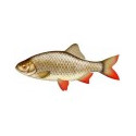 VENTE FLASH: Gardon/rotengle 12/15cm (lot de 50): 100 euros au lieu de 175 euros: LIVRAISON DEBUT DECEMBRE