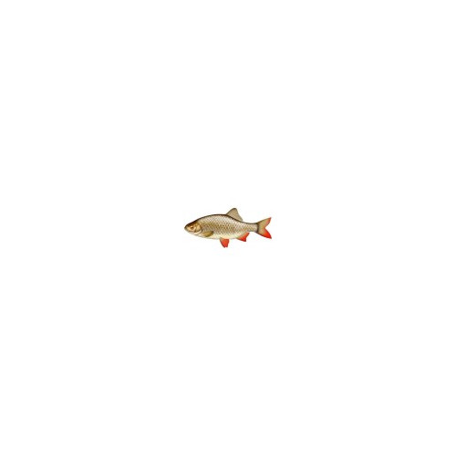 Gardon 12/15cm (lot de 20)