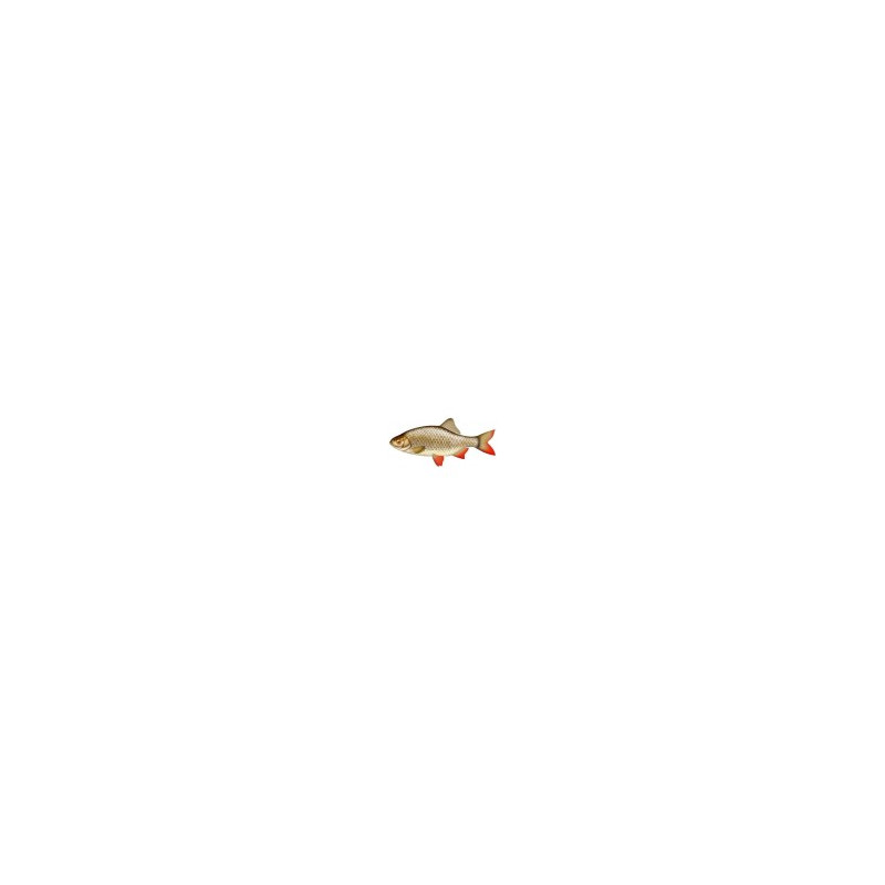 Gardon 12/15cm (lot de 20)