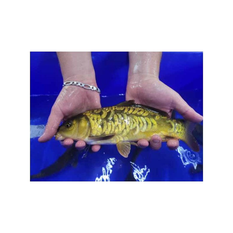 carpe miroir tarte au pomme 8/10cm
