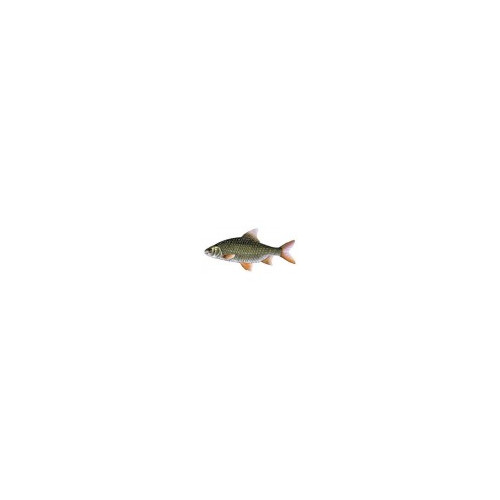 Rotengle 15/18cm