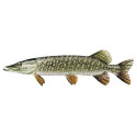 Brochet